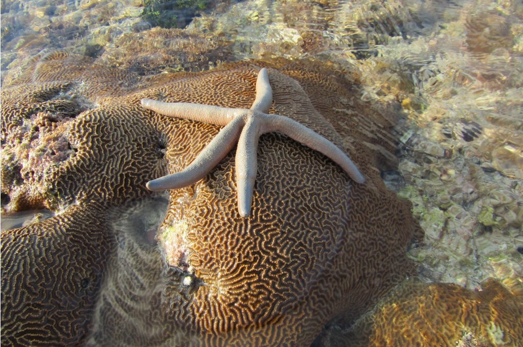 ICRSreefstudent's tweet photo. #Reefbites blog post alert!🚨
Coral #reefs versus #marine ornamentals
Written by: Manu Madhavan
Edited by: Bobbie Renfro
#conservation #trade
https://t.co/zebBFCUuHK https://t.co/g2lHcS6E9B