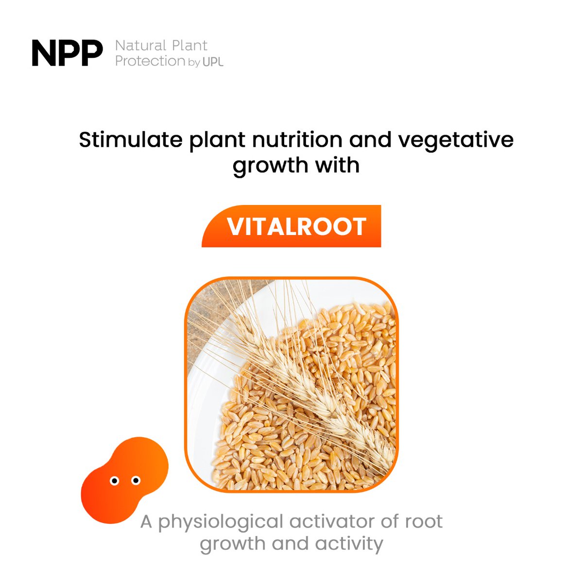 NPP_global's tweet photo. NPP's Vitalroot is a unique biosolution that naturally stimulates plant nutrition. Imbibed with the power of GoActiv, it is an activator of root growth and root activity which leads to vegetative growth.
#NPP #Biosolution #SoilHealth https://t.co/5MdD6TIGlM
