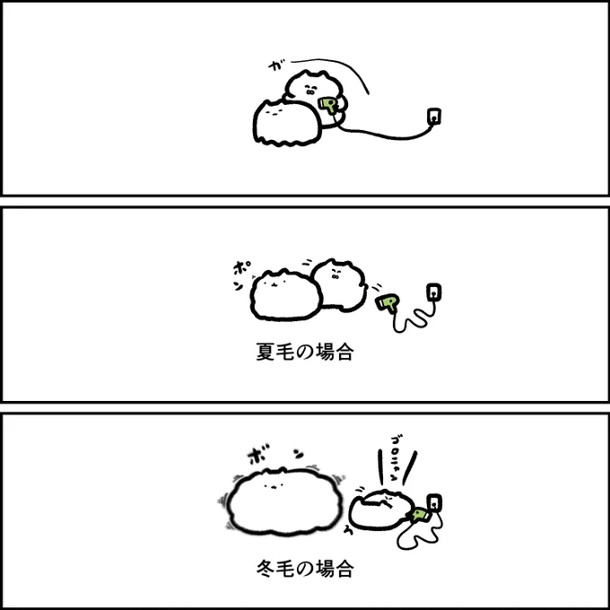 ポメラニアンを乾かす様子 