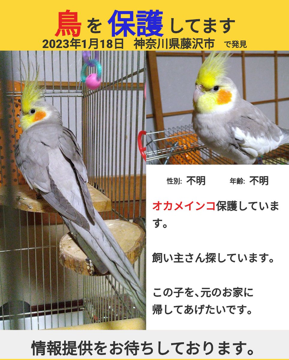 yRHbQQnJCBoMALa's tweet photo. 凍える寒さに涙止まりません。迷子みんな、保護されていますように。祈るしかできないのが、本当に辛い。出勤、帰宅道のり遠回りしながら迷子の犬も猫もインコも探しますが、誰もいません。見つけてあげたいのに。
びわ、保護されていてね。あいたい。
#迷子インコ 　#迷い鳥　#オカメインコ　#保護 https://t.co/Mhk0Ig6CEV