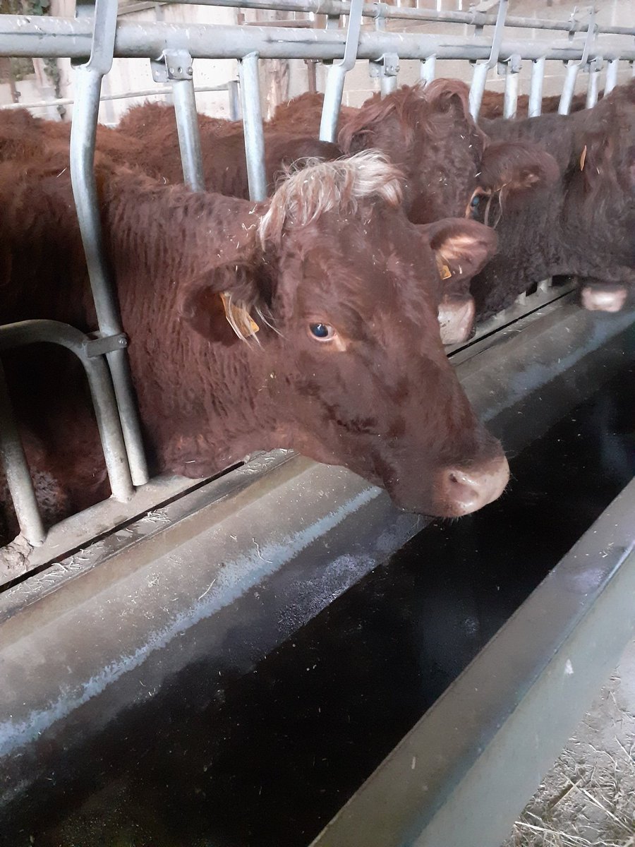 LagorioValentin's tweet photo. Premier jour de vacances, il fallait se ressourcer.
70 bêtes au total, 30 vaches qui doivent vêler (mettre bas).

Ça fait du bien de prêter main forte à nouveau.
#Fragri https://t.co/MmRxnoHanu