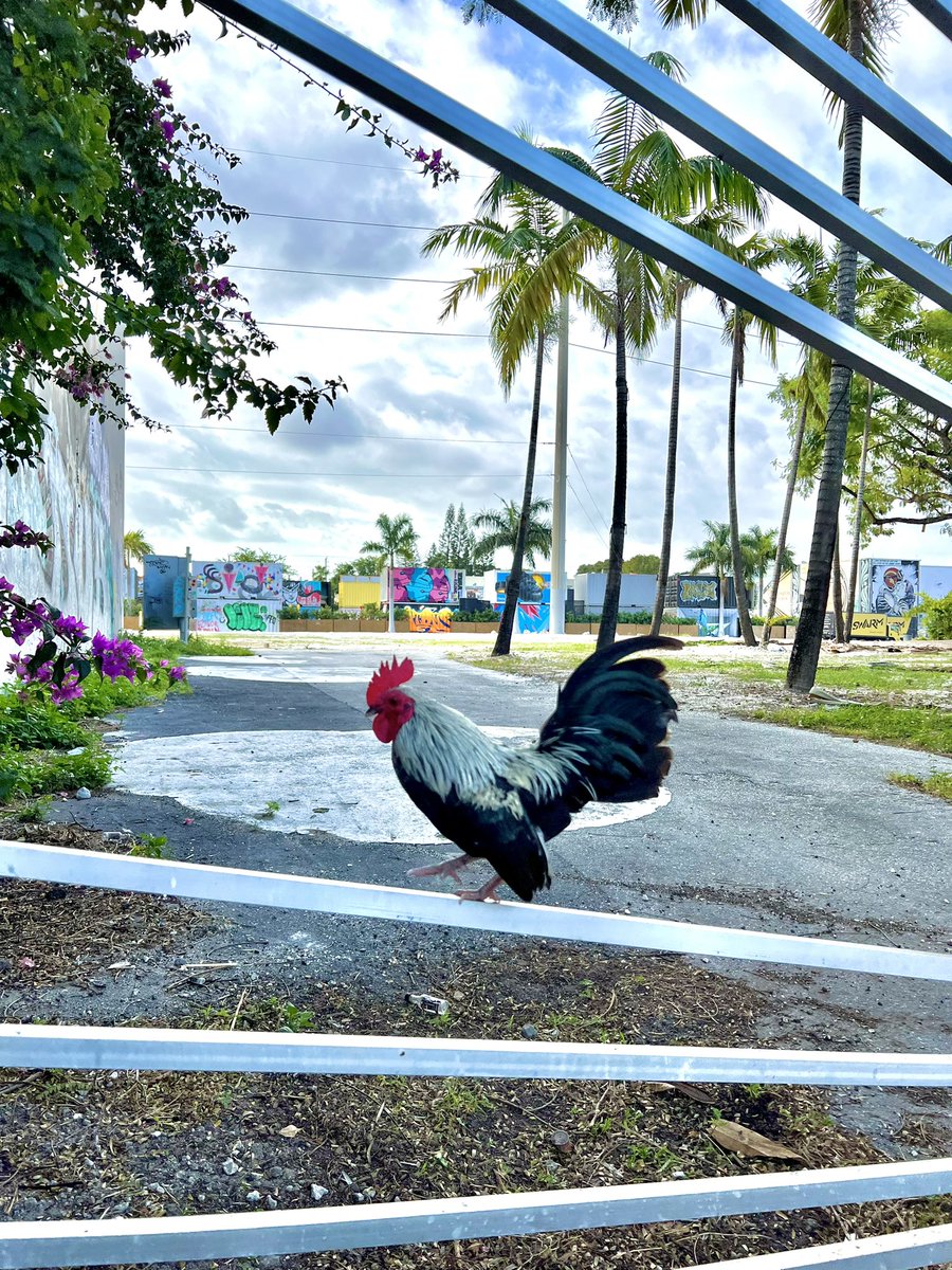 FortomGallery's tweet photo. Urban Farm
#urbanwildlife #rooster #miami https://t.co/4v25l8pt6T
