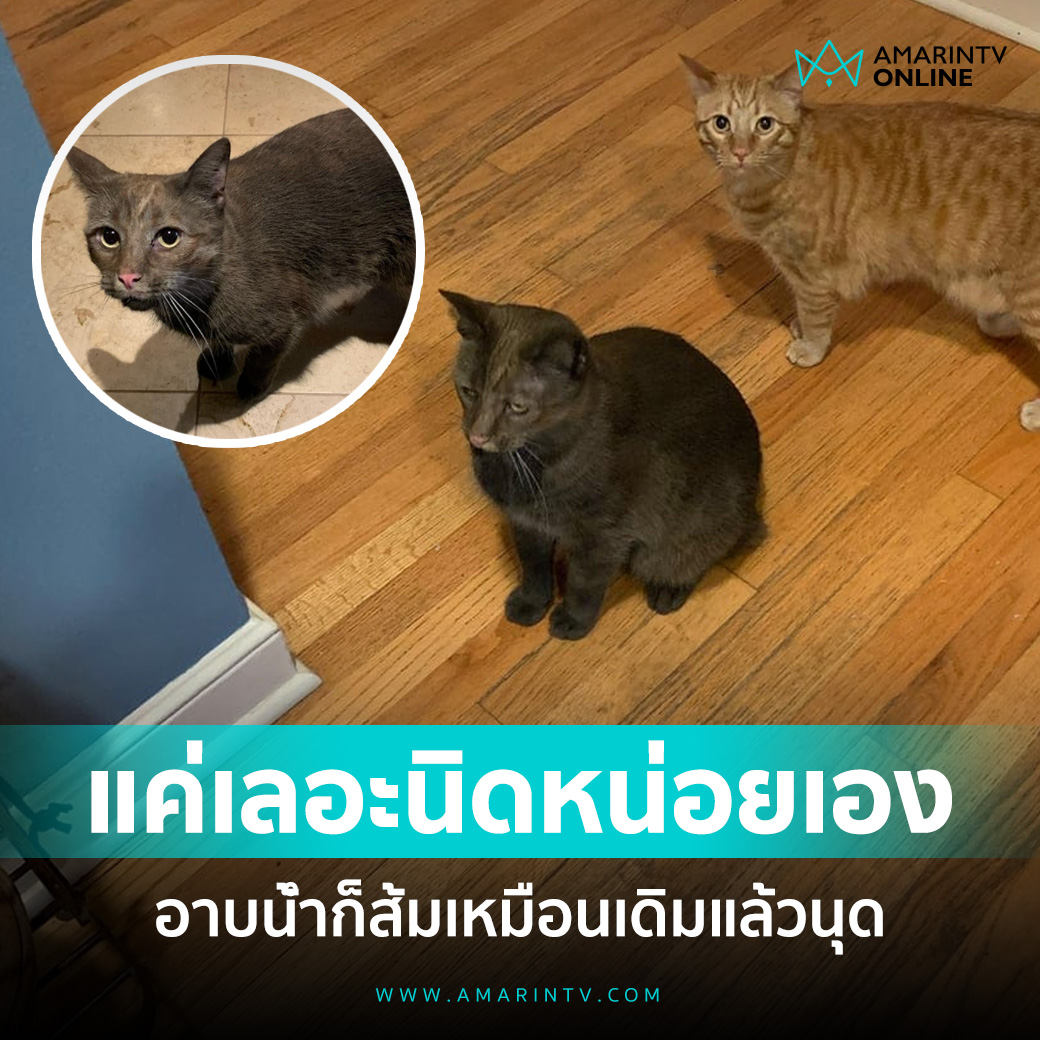 เอ็นดูน้องมาก น้องเป็นแมวส้ม ไปสำรวจปล่องไฟมา จากแมวส้มกลายเป็นแมวดำเลย แมวส้มมันห้าวด่องจริงๆ 55555555