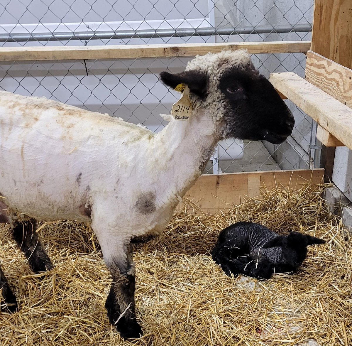 muskegonctc's tweet photo. Special delivery! Last night one of the lambs we are housing gave birth to a healthy baby boy. ๐๐ #MidWeekPeek https://t.co/a7KrD1Uvqn