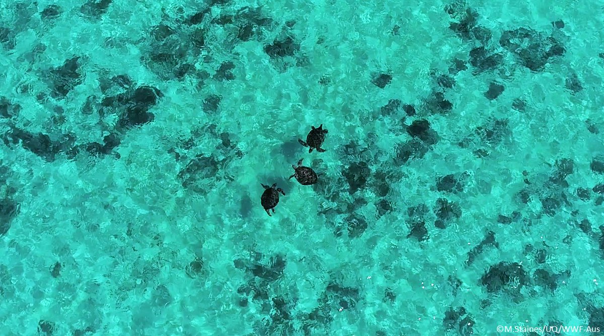 Drone surveys were used to estimate the operational (breeding) sex ratio of the southern Great Barrier Reef population of green turtles (Chelonia mydas) at Heron Reef, Australia. doi.org/10.1007/s00227…