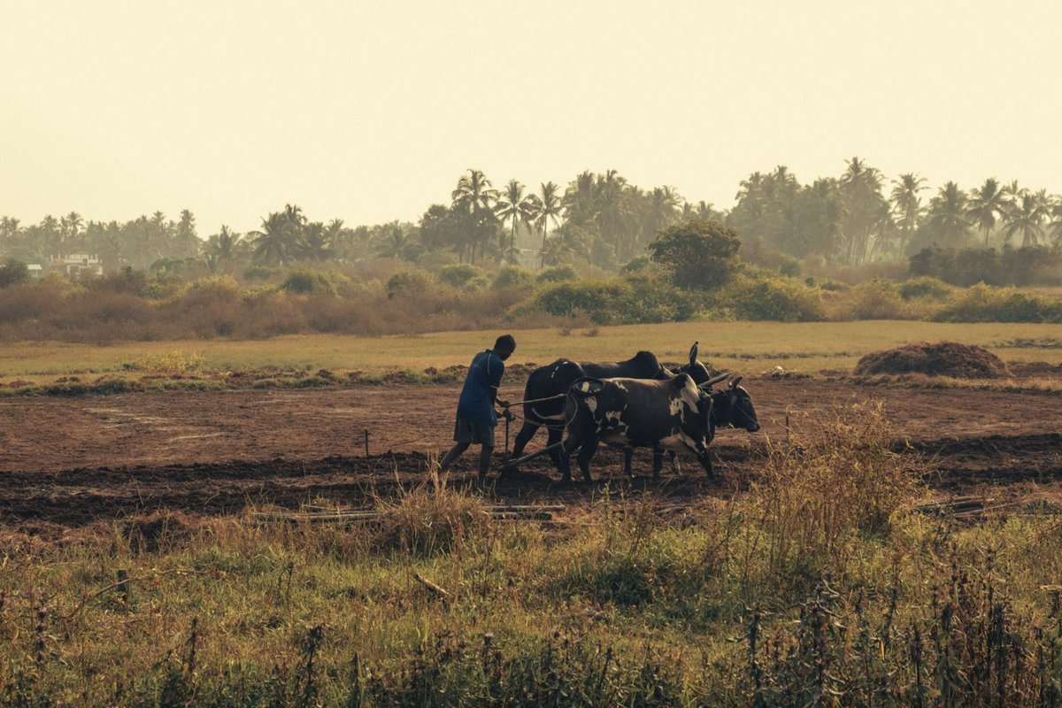 Limestone Analytics tweet media