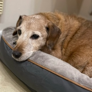 DT_Evesham's tweet photo. Bobby is giving us the #MidweekFeels 😴

This sweet lad is a grand 15-years-old! He doesn't let this hold him back though 🐾

He's currently relaxing out in foster and would love to find his permanent home. Head over to our website to meet him 💛 https://t.co/Ebs7eRIbZZ