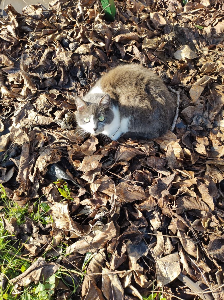 justineducern's tweet image. je retransmets ce message 
"La maîtresse de cette adorable Sissi, âgée de 10 ans, souhaiterait confier sa Chatte à une famille qui continuera à lui donner les câlins qu’elle aime. Les jours de cette femme sont comptés,elle partirait en paix. Contactez moi à St Cloud,B.0611717200"