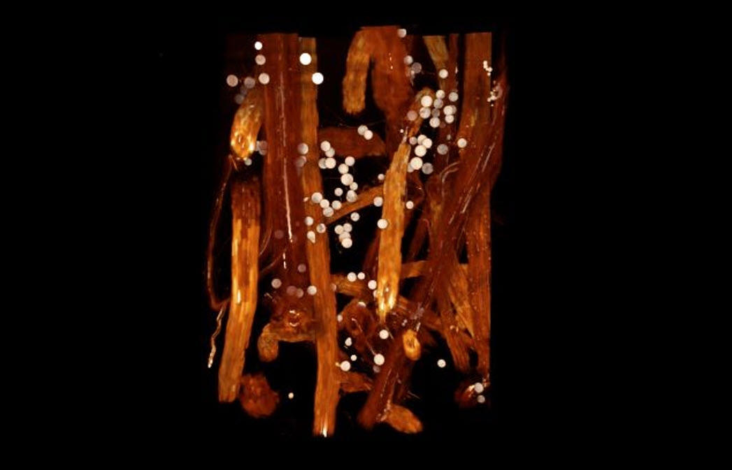 SumitomoBio's tweet photo. Art and science are branches of the same tree.
Together with the @DanforthCenter, we can non-destructively X-ray image plant roots to study their relationship with AMF to better understand how plants and AMF improve carbon sequestration to contribute to carbon neutrality. https://t.co/YlzU6B3dXQ