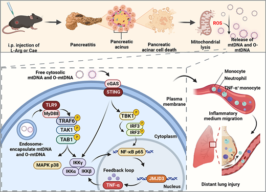 J_Immunol's tweet photo. #AuthorChoice: #NF-κB #JMJD3 pathway plays critical role in acute #pancreatitis and its associated lung injury
| from Xiawei Wei West China Hospital, Sichuan University #FreetoRead #ReadTheJI #immunology 👉 https://t.co/8aBck2pt6K https://t.co/WKrVNt2nfB