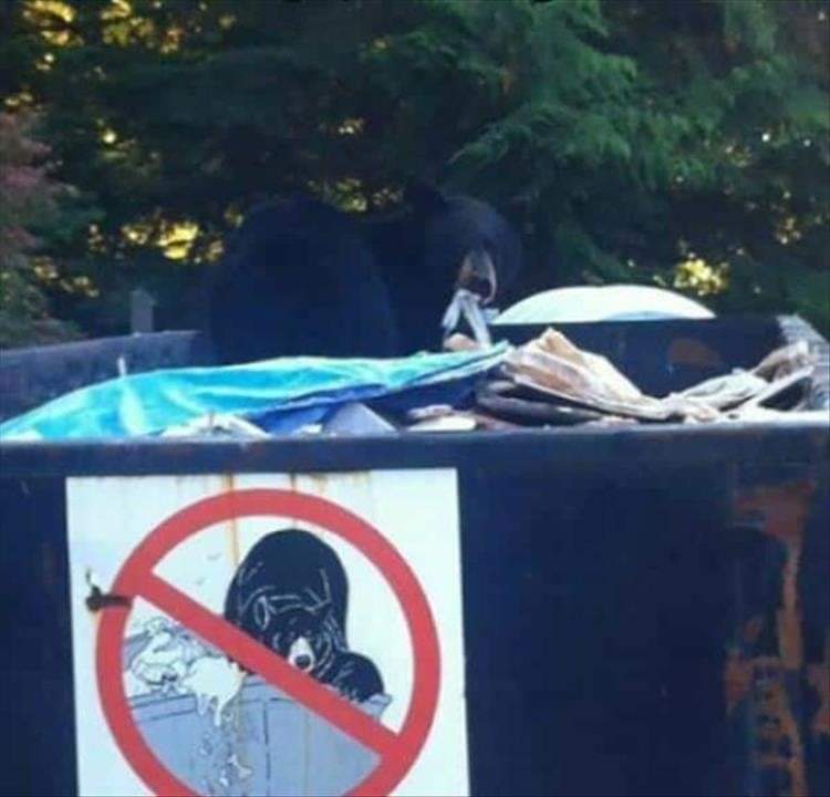 LitMoose's tweet image. Reject societal pressures. 
Live your best dumpster life.