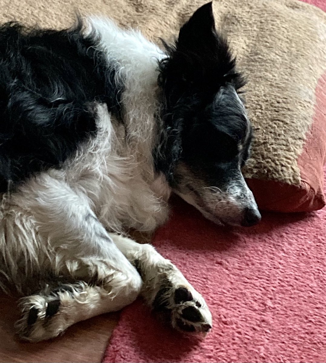 MumofArchie's tweet photo. Good walk with mum today lots of good sniffs &amp; it didn’t rain having snoozes while waiting for my snacks🦴🥓 https://t.co/ExqL31AAkK