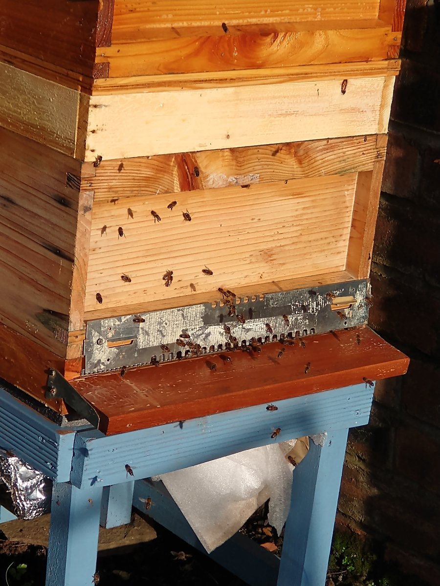 Bees enjoying some January sun!