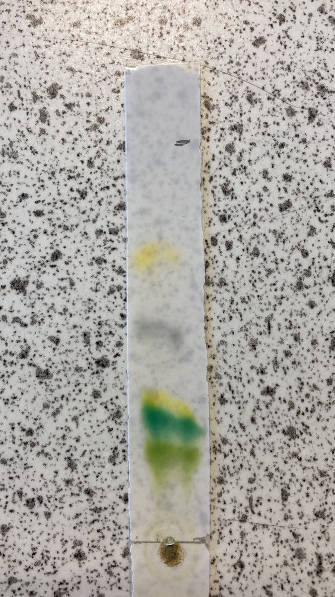 Chromatography of photosynthetic pigments in higher biology today. Even managed to get some xanthophyll showing up 😊 <a href="/knoxacademy/">Knox Academy</a> #chromatography #chlorophyll