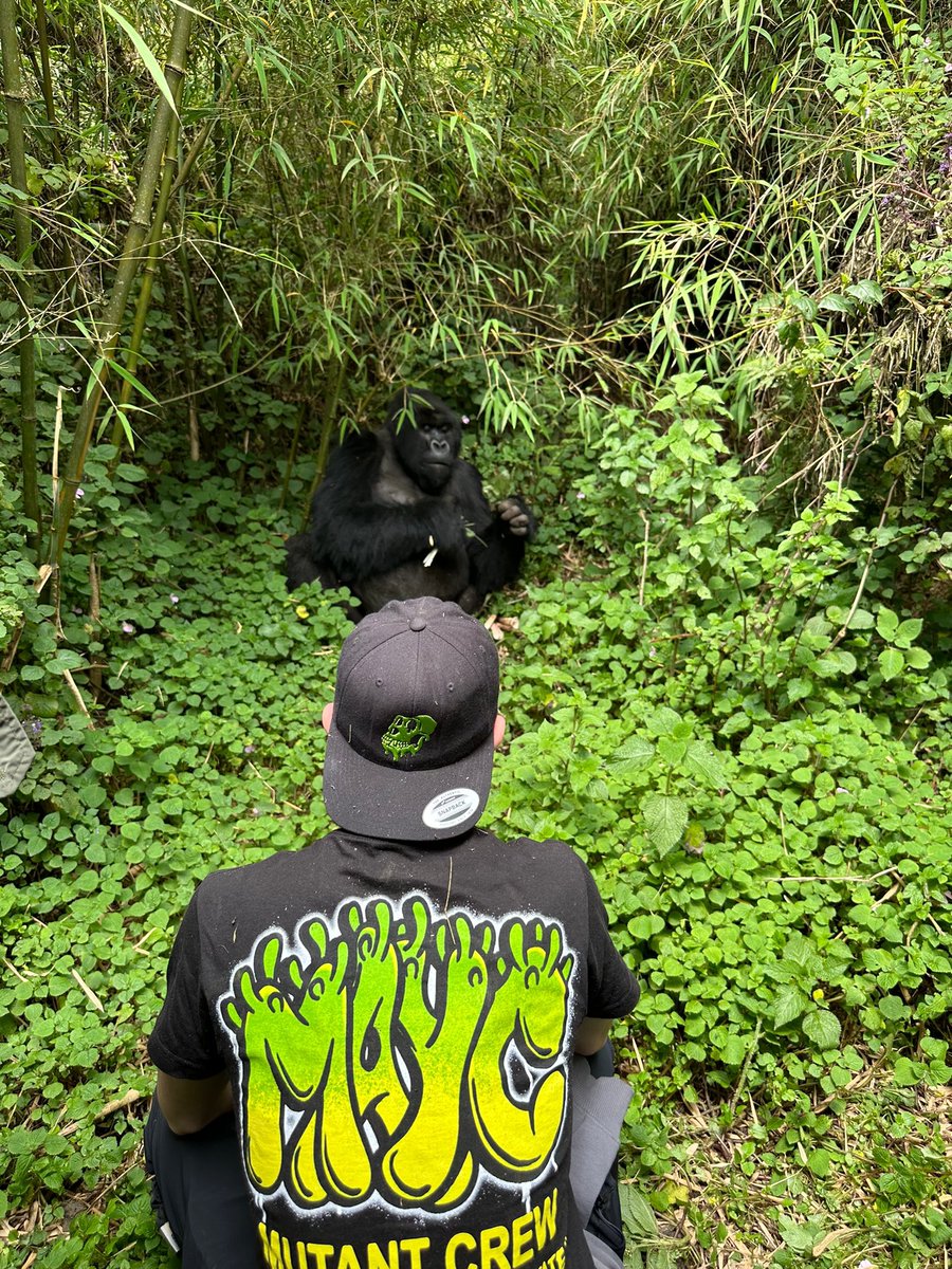 Just a couple of Apes 🦍🦍

<a href="/BoredApeYC/">Bored Ape Yacht Club 🍌</a>