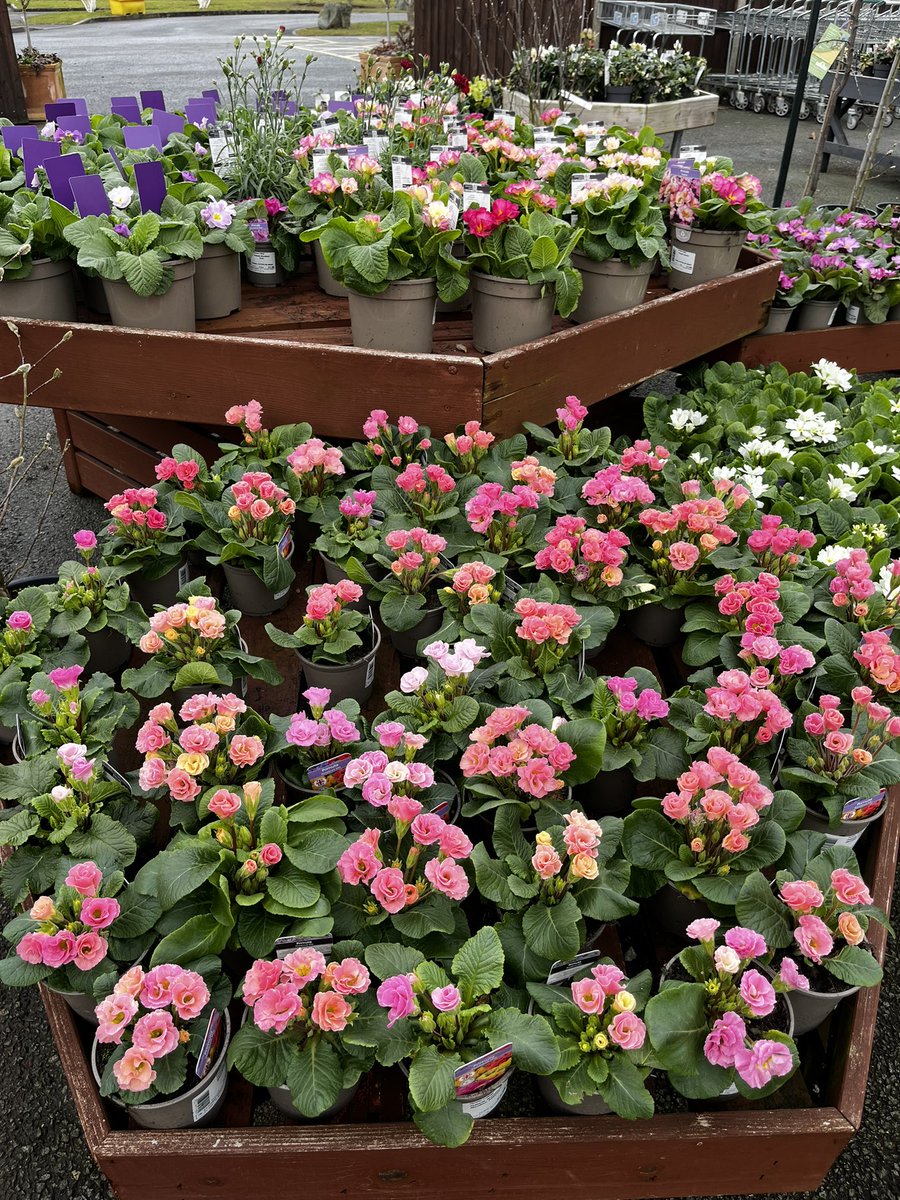 It’s looking very springy around here today <a href="/DerwenCollegeGC/">DC Garden Centre</a> #spring <a href="/ANurseries/">Allensmore Nurseries</a>