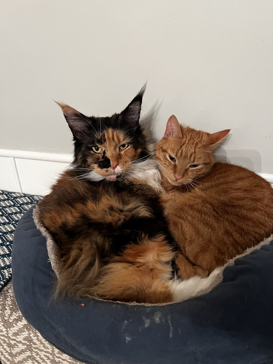 elton the cat tweet media