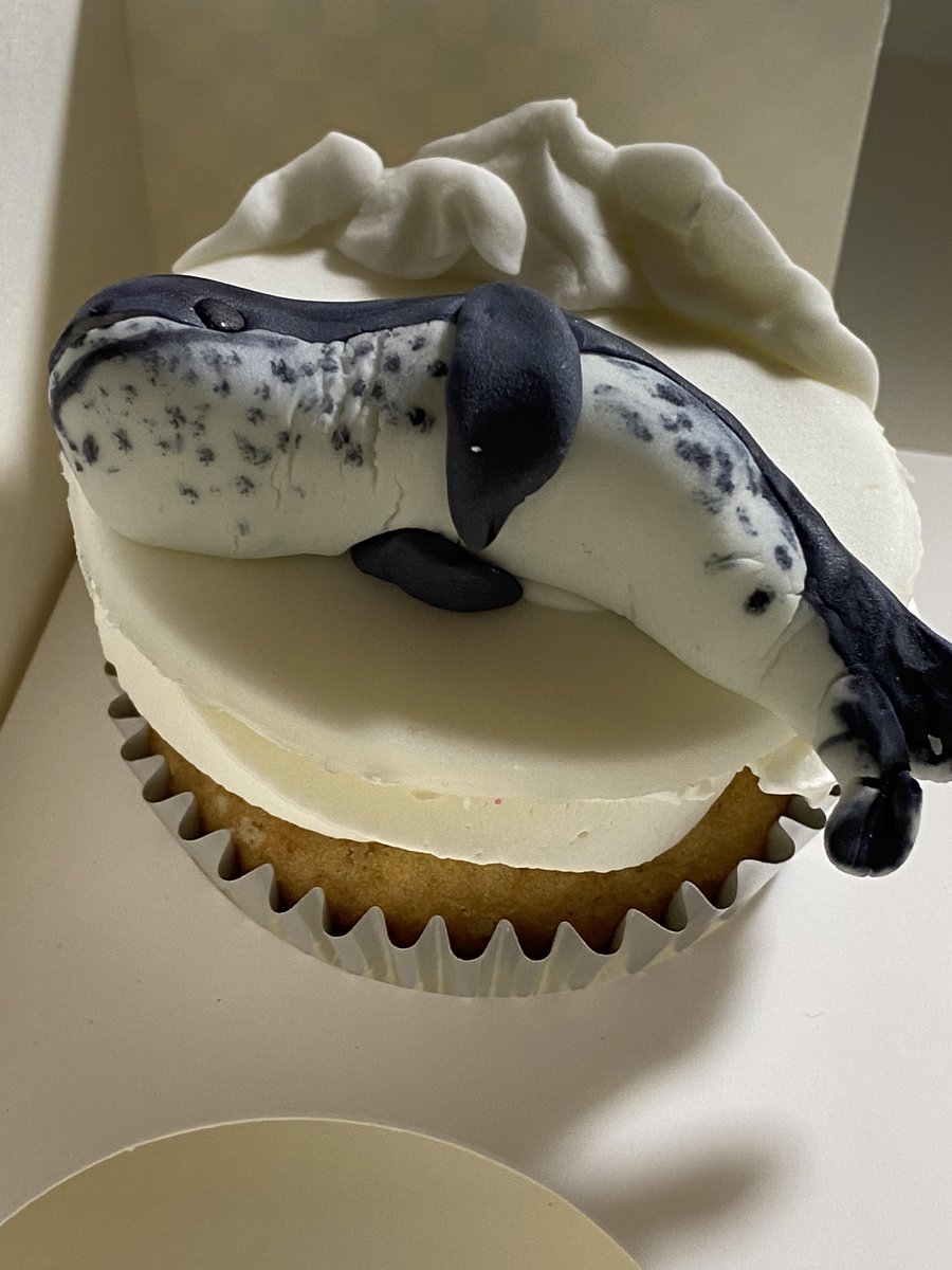 pichogram's tweet image. Una foca leopardo comestible sobre un delicioso cupcake 🥹 🤤#leopardseal