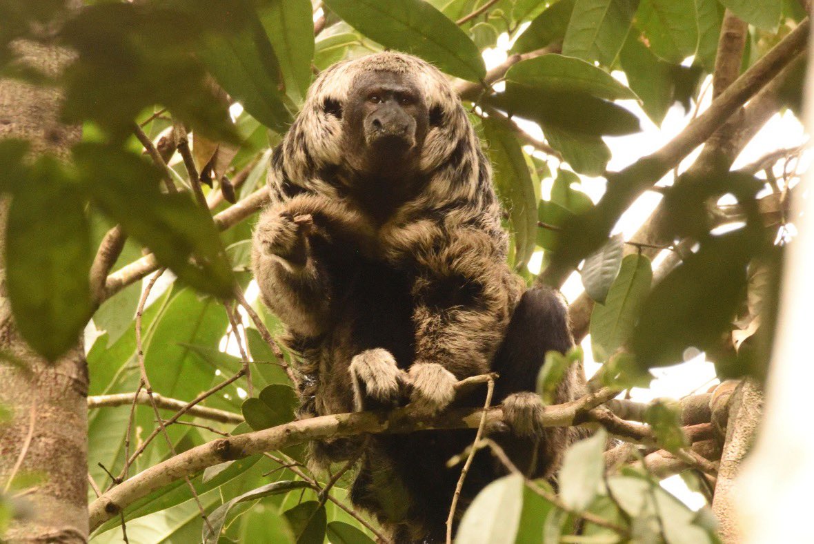 Very pleased to see my namesake, Mittermeier's saki monkey (Pithecia mittermeieri), at Pousada Jardim da Amazonia, 300 km north of Cuiaba in the Brazilian state of Mato Grosso
#Matogrosso  #jardimdaamazonia  #sakimonkey