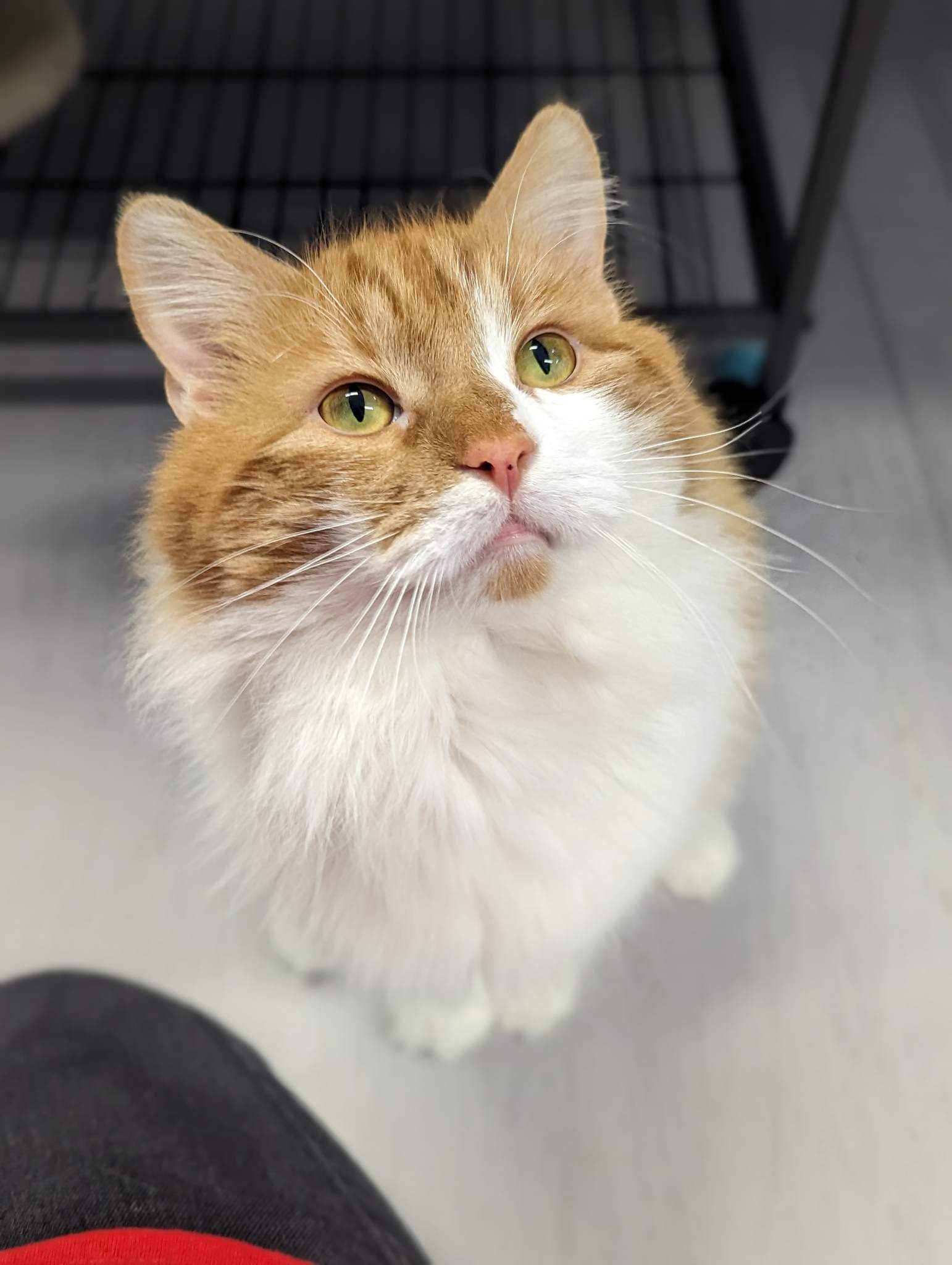 Bananasaurus Rex on Twitter "No stream today because I just picked up