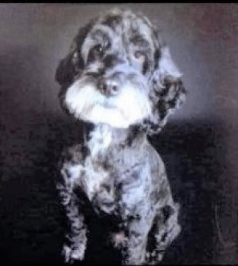 rosieDoc2's tweet photo. #SpanielHour
ALL STILL MISSING #NorthernIreland
GUNNER 13/2/22 #BT11 https://t.co/xIhNNTwoJl
PEGGY 1/5/22 #BT43 https://t.co/GEYLFkUQpw
MAX 18/12/21 #BT60 https://t.co/WCFmSXtDMp
MOLLY 21/10/21 #BT74 https://t.co/pXO7Xc3rli
@KernowSheila @bs2510 @StolenNi @muddypawscrime https://t.co/buEF7dKIHp