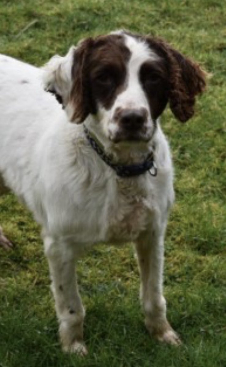 rosieDoc2's tweet photo. #SpanielHour
ALL STILL MISSING #NorthernIreland
GUNNER 13/2/22 #BT11 https://t.co/xIhNNTwoJl
PEGGY 1/5/22 #BT43 https://t.co/GEYLFkUQpw
MAX 18/12/21 #BT60 https://t.co/WCFmSXtDMp
MOLLY 21/10/21 #BT74 https://t.co/pXO7Xc3rli
@KernowSheila @bs2510 @StolenNi @muddypawscrime https://t.co/buEF7dKIHp