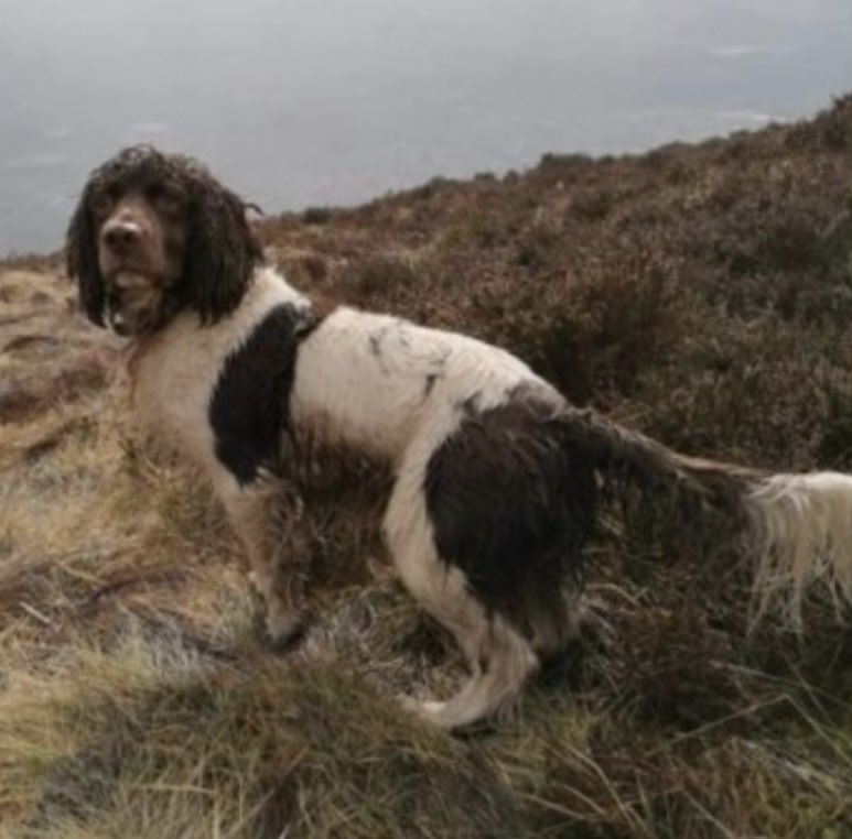 rosieDoc2's tweet photo. #SpanielHour
ALL STILL MISSING #NorthernIreland
GUNNER 13/2/22 #BT11 https://t.co/xIhNNTwoJl
PEGGY 1/5/22 #BT43 https://t.co/GEYLFkUQpw
MAX 18/12/21 #BT60 https://t.co/WCFmSXtDMp
MOLLY 21/10/21 #BT74 https://t.co/pXO7Xc3rli
@KernowSheila @bs2510 @StolenNi @muddypawscrime https://t.co/buEF7dKIHp