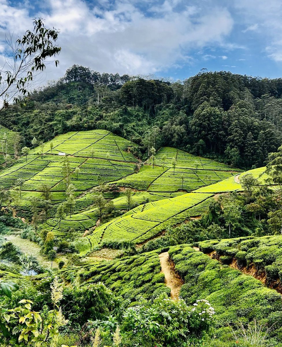 MissTravel91's tweet photo. Le Sri Lanka 🇱🇰 c’est tellement beau 🤩 #srilanka #travel https://t.co/wU5sqXuZXg