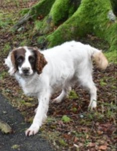 MOLLY #SpanielHour

Female #Spaniel Cross Neutered Elderly White and Brown Tagged Microchipped

#Missing 21 Oct 2021 #Monea area near #enniskillen #CoFermanagh
#Ireland BT74

doglost.co.uk/dog-blog.php?d…