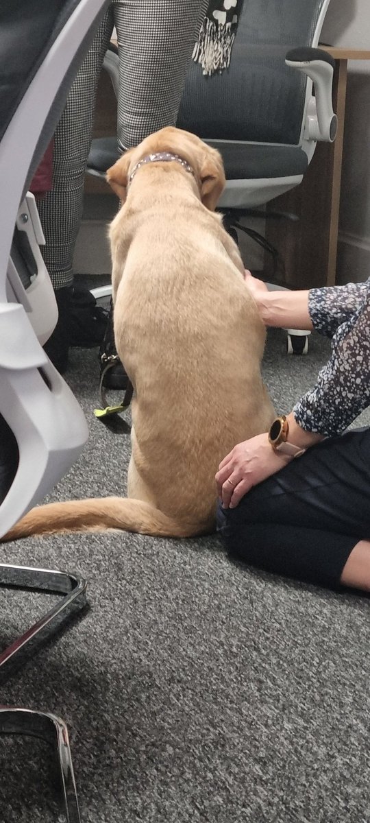 amahmud133's tweet photo. Great awareness training session lead  by Alice (along with Dora the #guidedog 🦮🤩 ) from @grapevinecandw about #LearningDisability, #Autism &amp; #neurodiversity at the practice today. We discussed 
☆ reasonable adjustments 
☆communication barriers
☆ ideas for improvement https://t.co/UJzADqeAy6