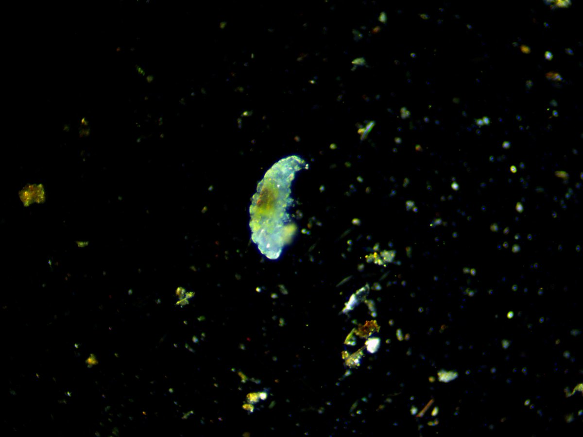 LakeMonsterGG's tweet photo. When you want a break from creating and want to explore, microscopy is a great way to do so.  Desmid and water bear found from the lake #microscopy #nature https://t.co/Gn88DkAgU1