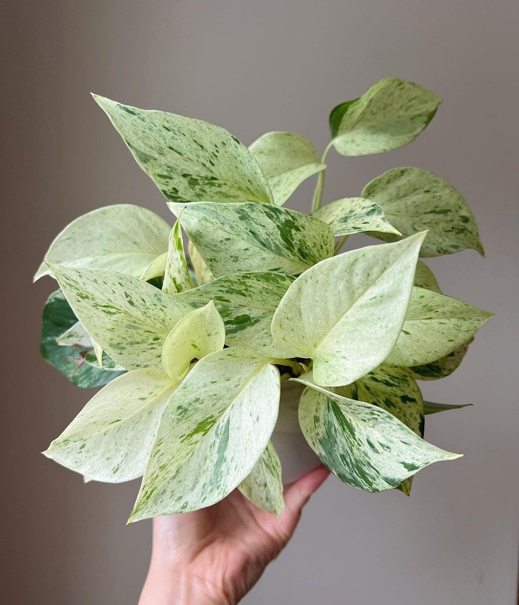 HobbyistPlant's tweet photo. A stunning Snow Queen 🌿 https://t.co/IGql2kb11u