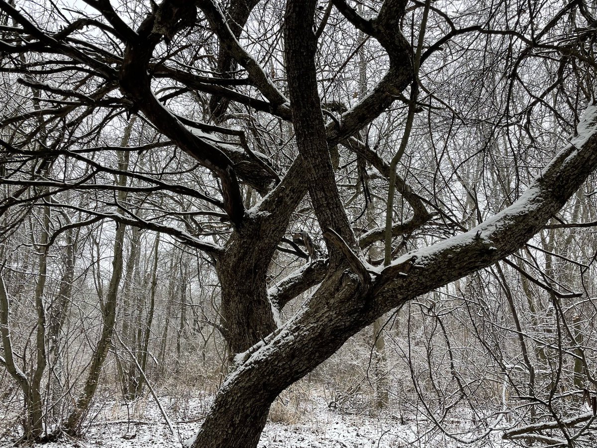 runswstilettos's tweet photo. Snow makes everything seem new again. #snow #winter #frozen #fallingsnow #weather #nature #renewal #photography #naturephotography #kohlerandrae #forest #woods ⁦@accuweather⁩ ⁦@treesgroup⁩ ⁦@WDNR⁩ ⁦@LindseySlaterTV⁩ ⁦@Mark_Baden⁩ https://t.co/2rKBPKzSBb