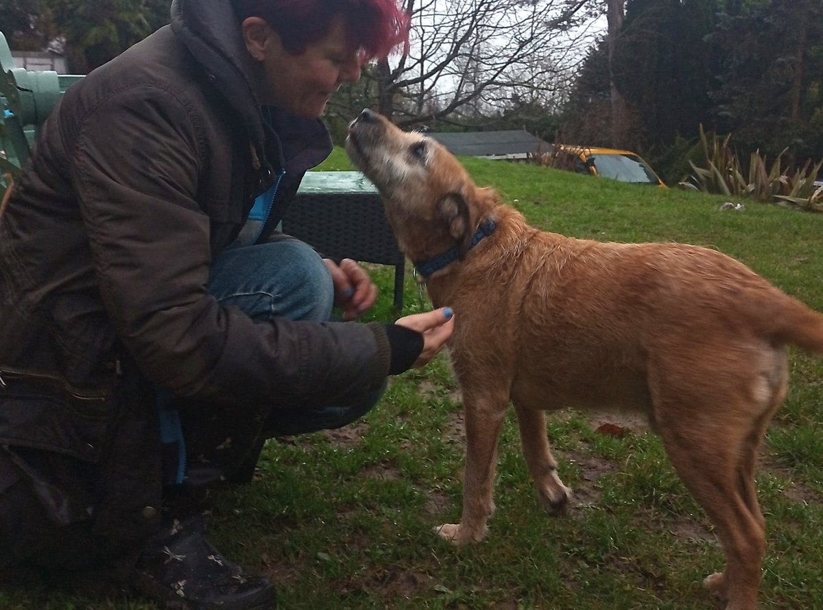 Bertie 11yo large terrier cross needs forever home within 20 miles radius of J8 M25 Surrey UK. Limit set as tiny charity offering lifelong support if needed. Needs secure garden &amp; adult only home. Has lived with a dog so could match with care. epsomcaninerescue.co.uk/index.php/dogs…