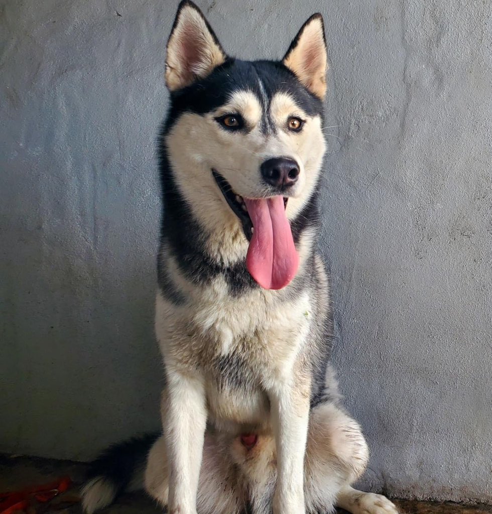 PPinesPD's tweet photo. FOUND DOG: Do you recognize this husky that was located near Pembroke Road &amp; SW 109 Avenue?  Our PPPD kennels are at maximum capacity and we are unable to keep him for long.

Please contact our PPPD Animal Assistance Program at 954-431-2200 if he is yours. https://t.co/2aNcYViiDf
