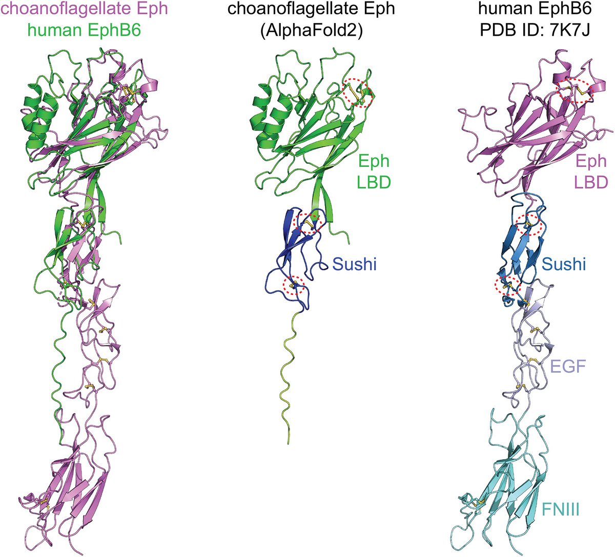 DevelopmentalDy's tweet photo. The nervous system is built through #neuronal migration, #neurite growth, #axon fasciculation, #dendrite morphogenesis, #synaptogenesis, and pruning. Learn how signaling receptors and ligands regulate the structure and #evolution of neuronal wiring. https://t.co/Kwe2OlQxAS https://t.co/le6VLlkDQH