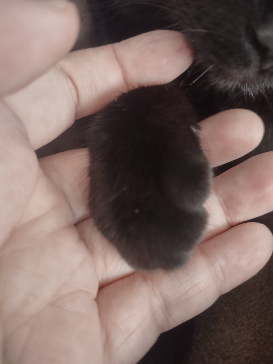 KittysFeets's tweet photo. My bestest friend. #CatsOnTwitter #catgirl #BlackCat #cuteanimals #gothmom #gothbbw #witchtwt #witch #BestFriends https://t.co/5ZyMehlveB