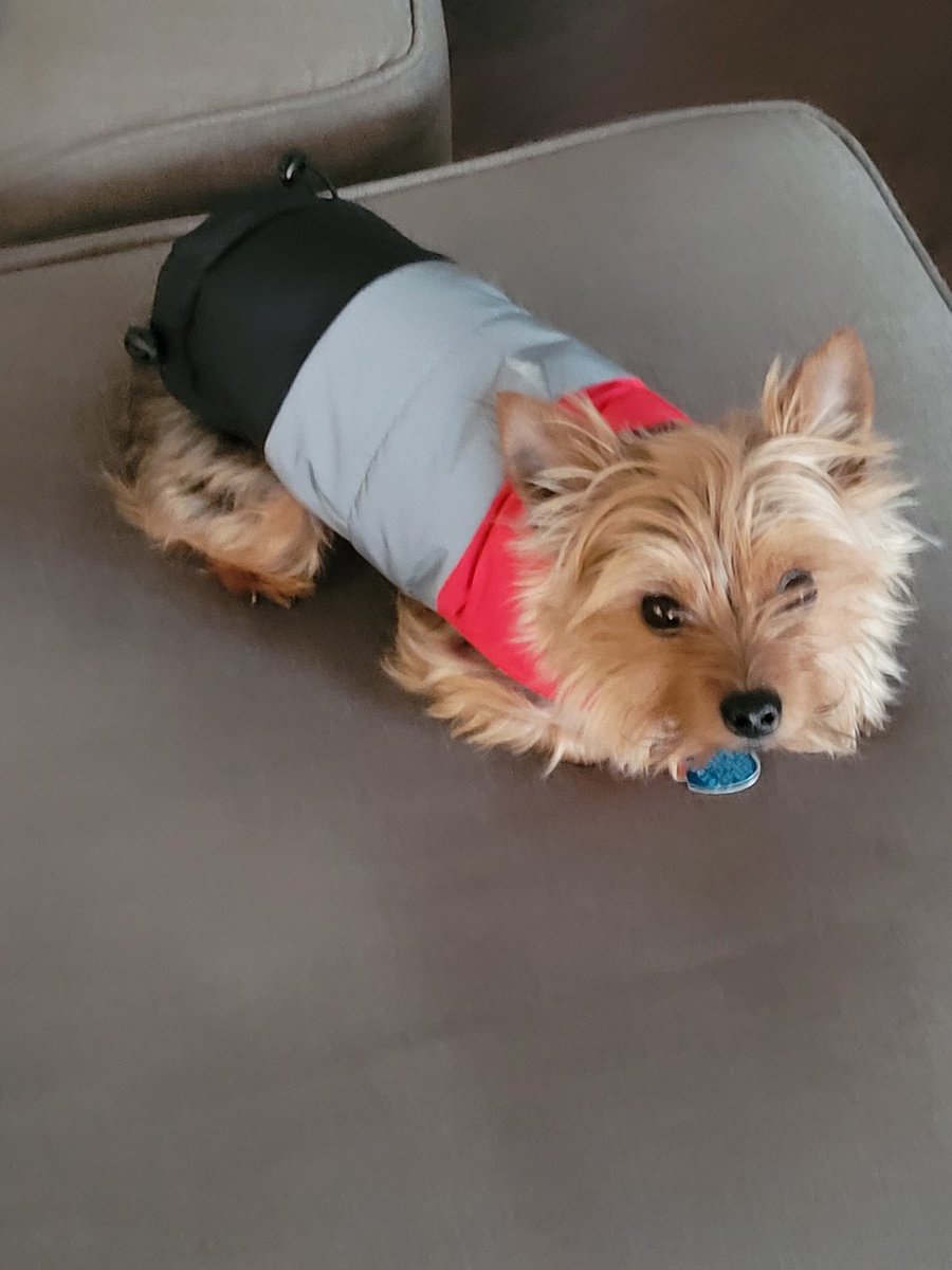 daddydougood's tweet photo. Ready for the cold #misadventiresofmeandtheyokie #bentley #spoiled #guarddog #nosyneighborhoodwatch #bentleyssecurityinc #bewareofdog #pawpatrol #ridingbuddy #rideordiepooch #mansbestfriend #bestfurryfriend https://t.co/y0YzDFDYAn