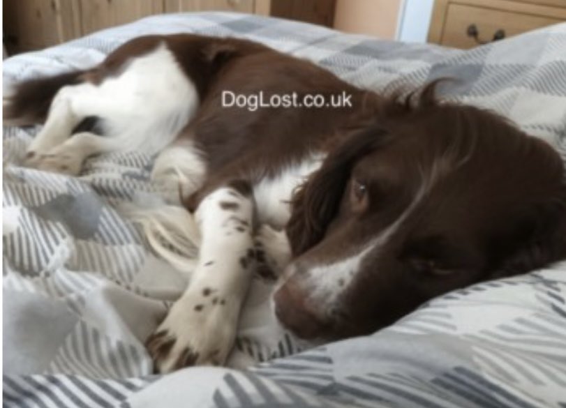 rosieDoc2's tweet photo. #SpanielHour
ALL STILL MISSING #Wales
HUNTER 28/7/20 #NP18 https://t.co/GyTEY1xvL7
BRODY 10/11/22 #LL49 https://t.co/l9lk2x2QHb
PRINCE 18/7/22 #CF45 https://t.co/xMkV3oOjud
BELLE 28/10/22 #LD3 https://t.co/kQF4TAS3mi
@thomp918 @JacquiSaid @joannew0112 @SheilaGarci2 @Joywaugh8 https://t.co/vuJvXvVUzt