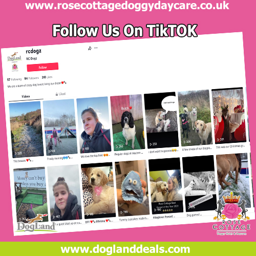 Rose Cottage Doggy Day Care🐾 tweet media