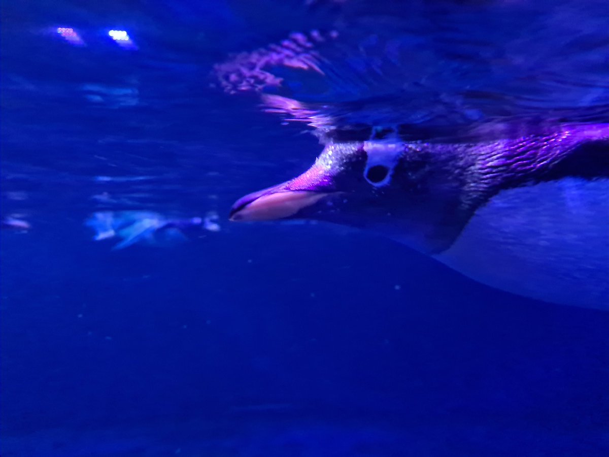 KatyDukeShark's tweet image. Huge thank you to @cathwaller @YBosiger @LaurenceDyke @profbradgibson and David Drewery for incredible talks @TheDeepHull Dive Deeper event last night, part of #PolarFest Sell out inspirational evening! Importance of polar regions for all aspects of science @BAS_News @scottpolar