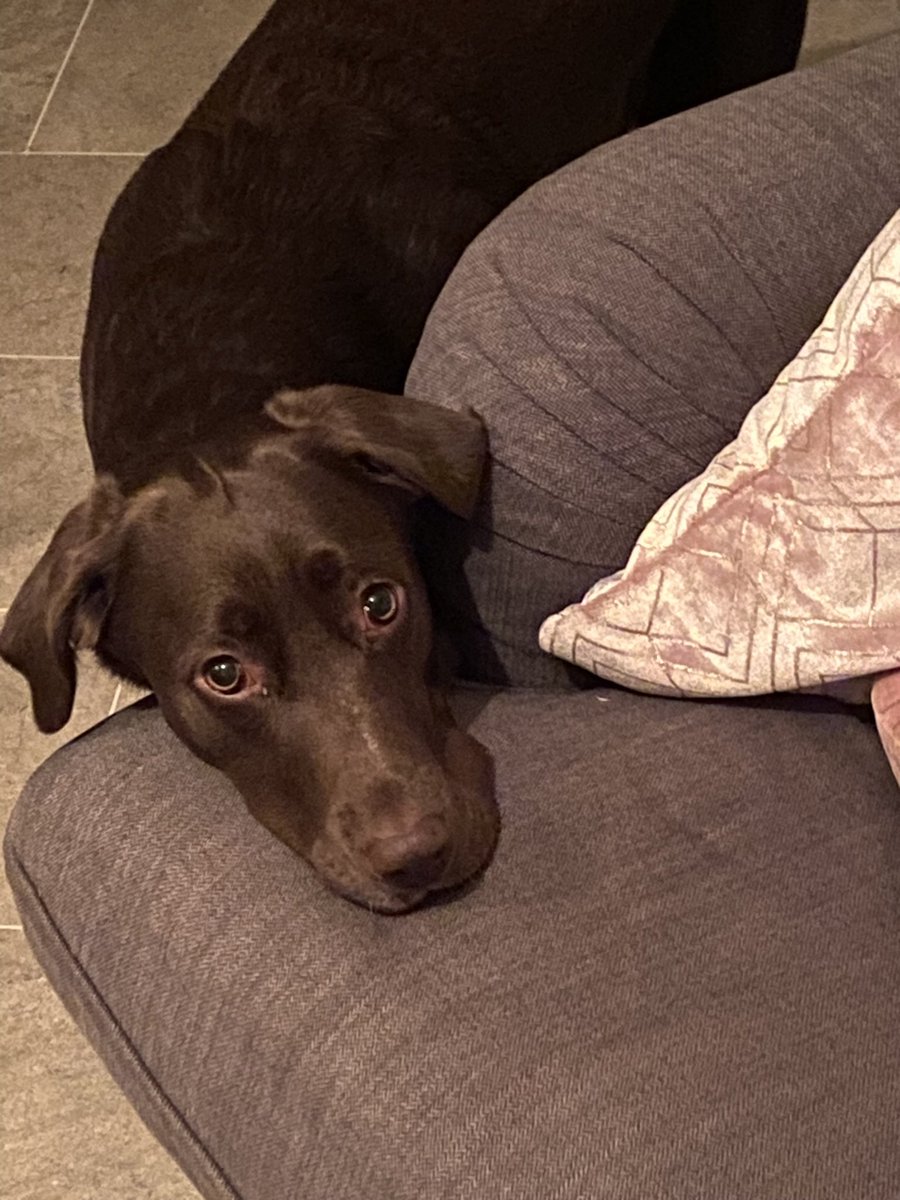 Becsimms's tweet photo. @blindandb0ujee This is my gorgeous Coco. She is sending you lots of love and slobbery kisses. She hopes you feel happier soon. https://t.co/s3of0YWSjt