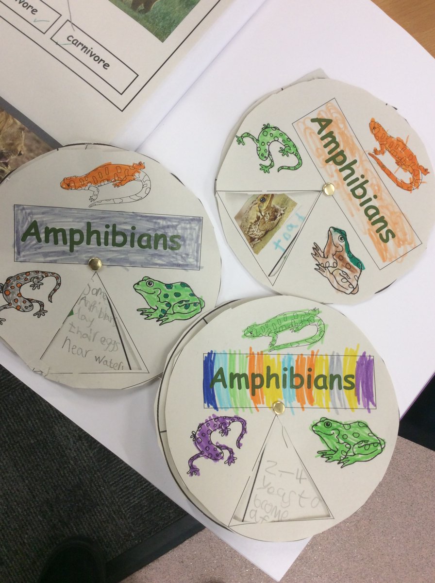 MissLenton2's tweet image. Year 1 have been learning information about amphibians this afternoon. We have created an information wheel all about them. We have learnt some amazing facts... did you know there are over 7,000 species? #ScienceLearning @StThomasBoston @InfinityAcad