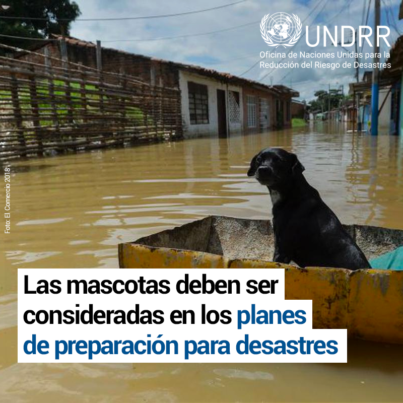 UNDRR_Americas's tweet photo. 🐕🐈 Para mantener seguros a los animales y sus dueños, los planes de reducción del riesgo de desastres deben considerar el bienestar de las mascotas. #RRD 🔗 https://t.co/DZ5DOxqago https://t.co/ejJ8yhdijx