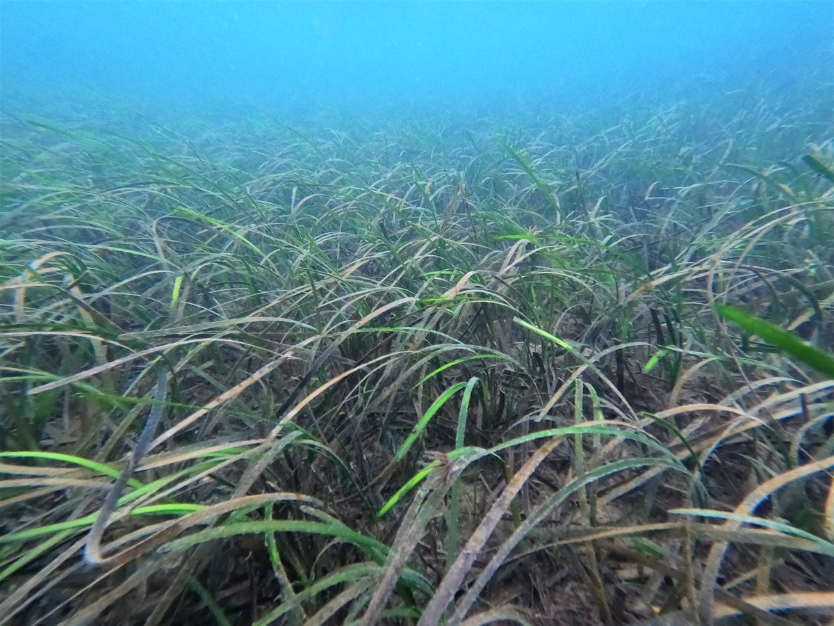 IssyKey's tweet image. Great day of fieldwork yesterday! We set up underwater microphones to investigate how the #soundscape of a #seagrass meadow changes as it is restored

Many thanks to the wonderful @seawilding for letting us study their restoration site! Excited to see what we hear... 🎶🎵