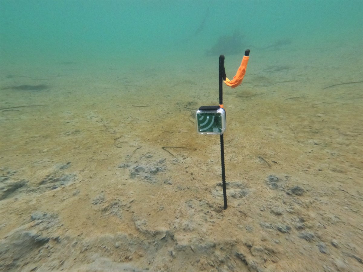 IssyKey's tweet image. Great day of fieldwork yesterday! We set up underwater microphones to investigate how the #soundscape of a #seagrass meadow changes as it is restored

Many thanks to the wonderful @seawilding for letting us study their restoration site! Excited to see what we hear... 🎶🎵