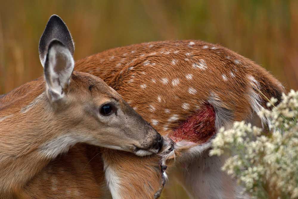 As gamekeepers, it’s imperative we implement a whitetail management plan that includes habitat, nutritional and predator control measures with respect to FAWN SURVIVAL. mossyoak.com/our-obsession/…