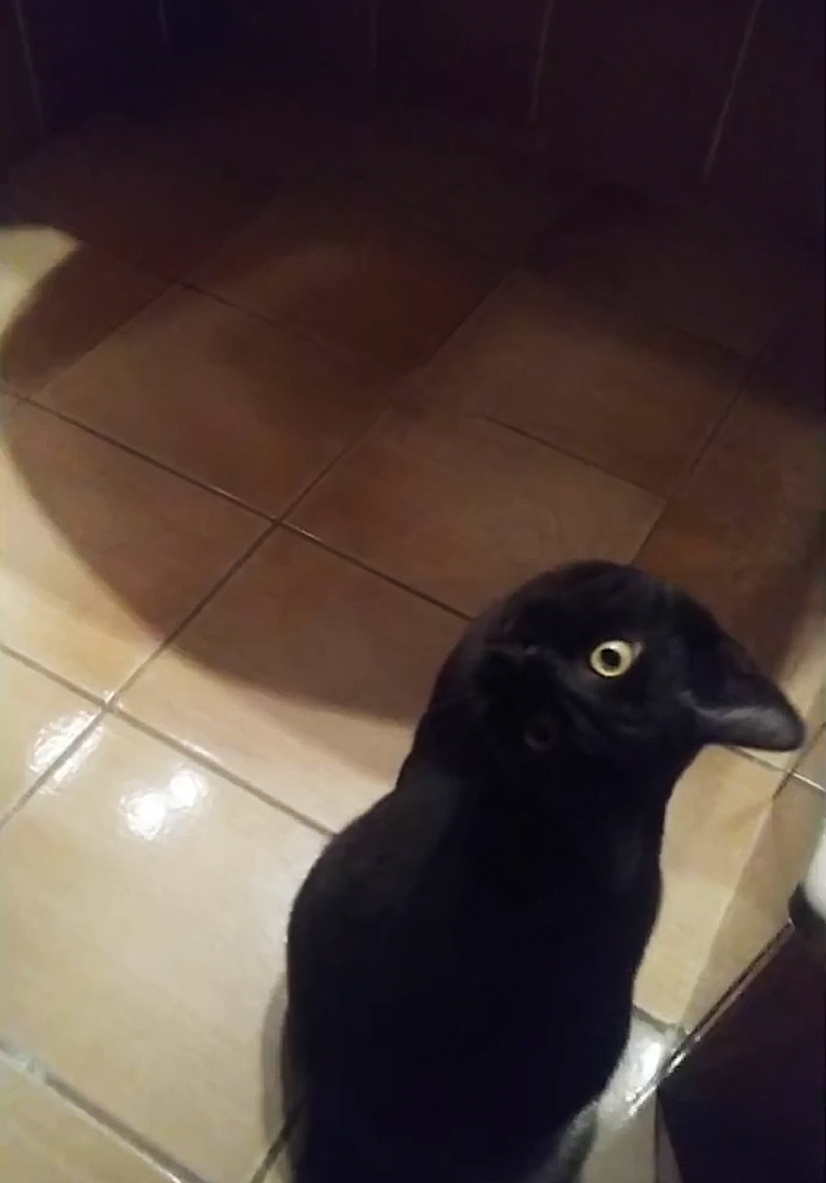 NeilLowenthal1's tweet photo. It's a bird!
It's a plane!
Nah...it's just a cat looking up at you

#opticalillusionimage 
#cat https://t.co/RBRFdpJziU