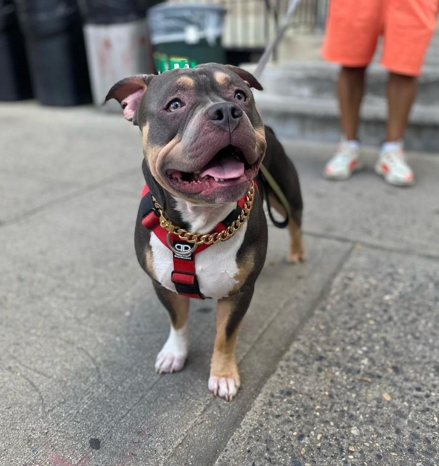 officialgooddog's tweet photo. Bear, American Bully, 📍 Queens, NY •
“Bear is just a big chunk of love enjoying life to the fullest. Making him a part of our family was the best decision we ever made."
#gooddogdogs https://t.co/6be8TsFX9R