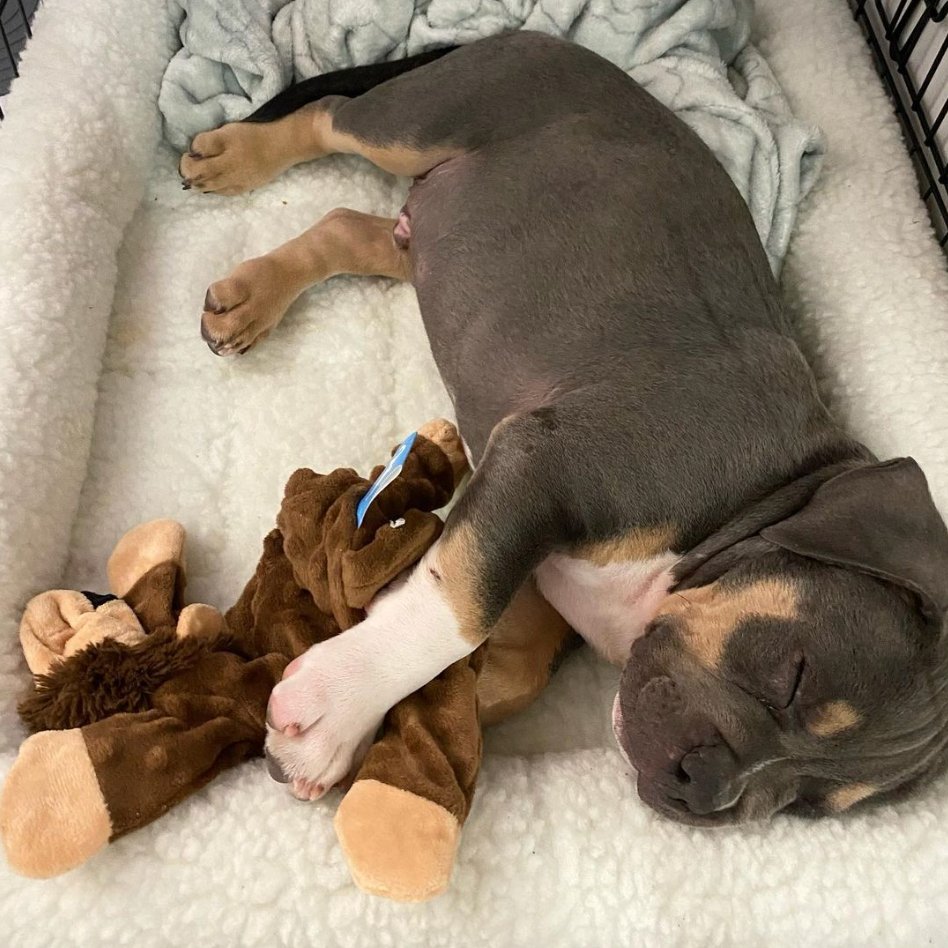 officialgooddog's tweet photo. Bear, American Bully, 📍 Queens, NY •
“Bear is just a big chunk of love enjoying life to the fullest. Making him a part of our family was the best decision we ever made."
#gooddogdogs https://t.co/6be8TsFX9R